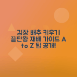 김장 배추 재배 과정, 심는 시기 총정리