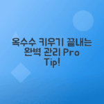 옥수수 재배 곁순 제거, 가지치기, 북주기, 웃거름 주는 방법