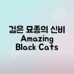 검은 고양이 품종 탐험, 매혹적인 특징과 매력