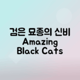 검은 고양이 품종 탐험, 매혹적인 특징과 매력